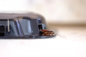An Image of a cockroach