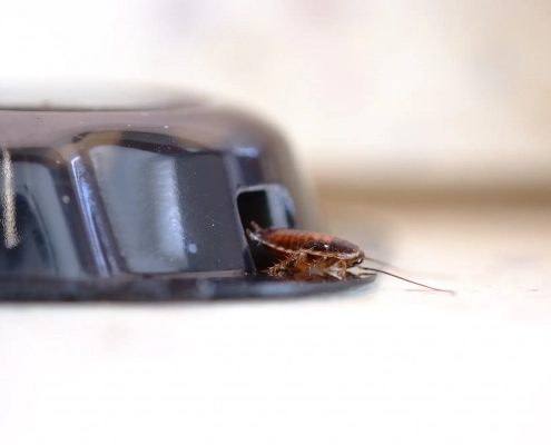 An Image of a cockroach