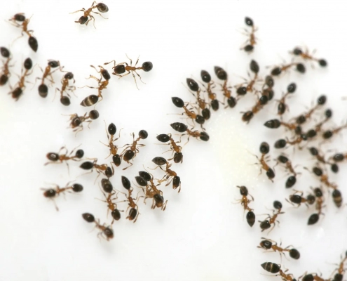 Image of ants