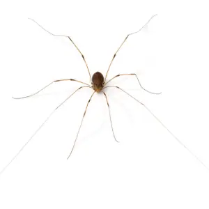 Close-up image of daddy long legs spider in white background