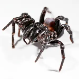 Close up image of a funnel web spider in white background