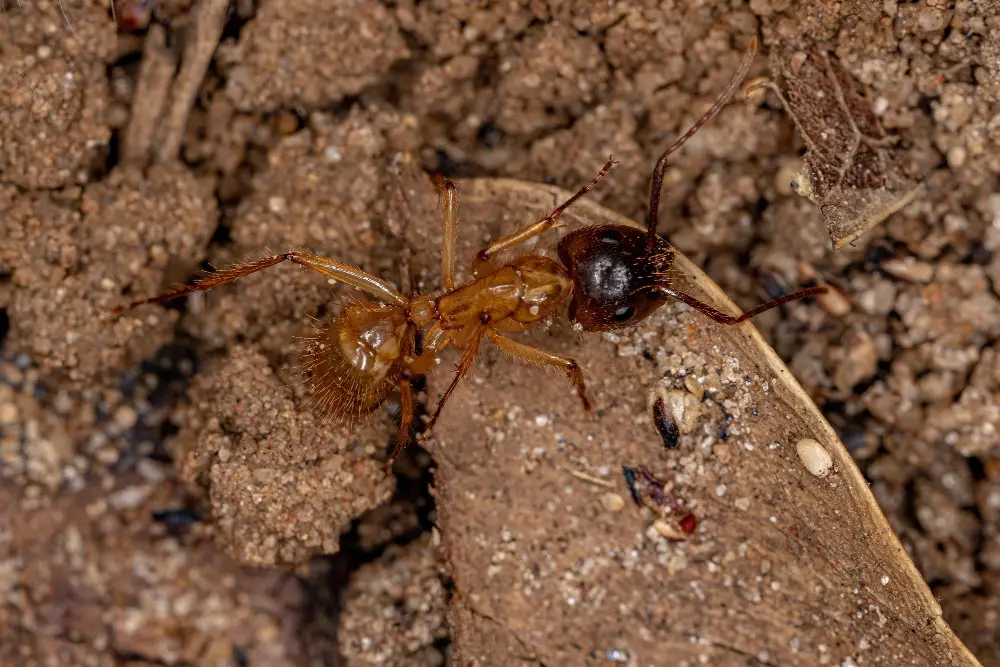 Closeup image of carpenter ant on a dirt