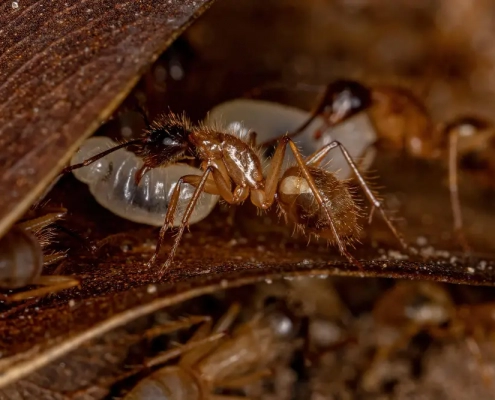 Image of carpenter ants