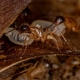Image of carpenter ants