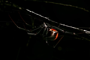 redback spider crawling on a twig