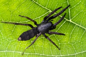 Image of a spider