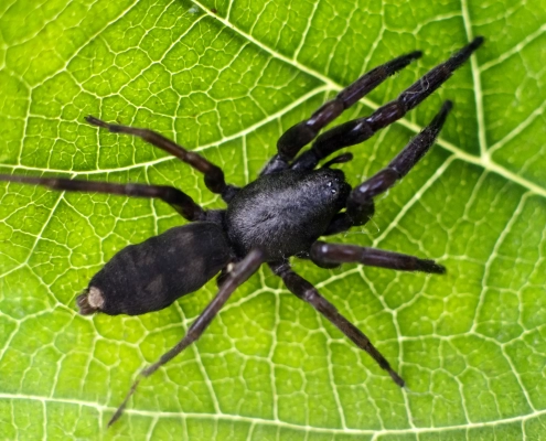 Image of a spider