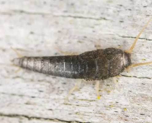 Image of silverfish