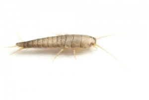 image of a silverfish in white background