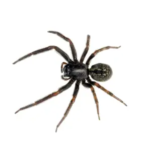 Close-up image of a small black house spider