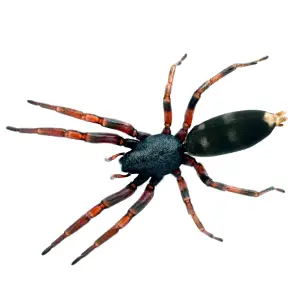 Close-up image of white-tailed spider in white background