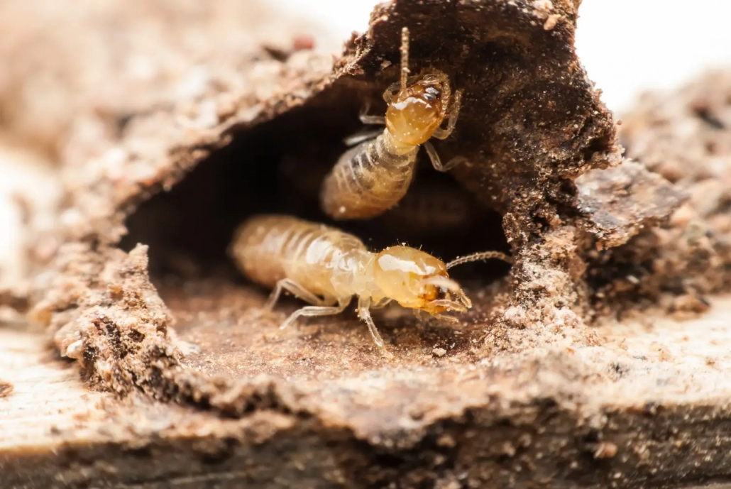 Closeup image of termites in a damaged timber