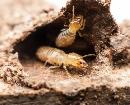 Closeup image of termites in a damaged timber