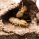 Closeup image of termites in a damaged timber