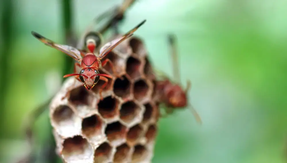 A hornet on top of it's nest