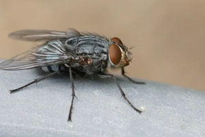 close-up image of a common bluebottle fly