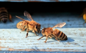 Close-up of two bees on wood surface