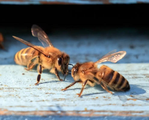 Close-up of two bees on wood surface