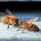 Close-up of two bees on wood surface