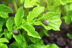 Striped spearman potato bugs on green leaves