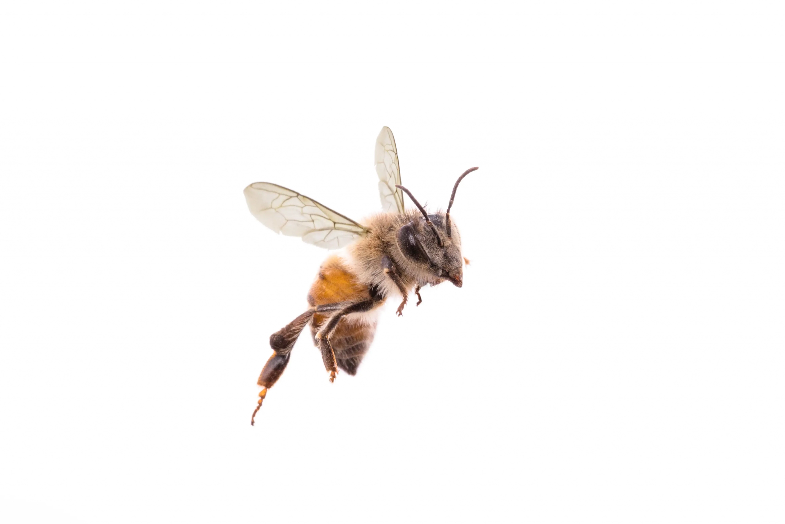 Close-up image of a bee flying in white background