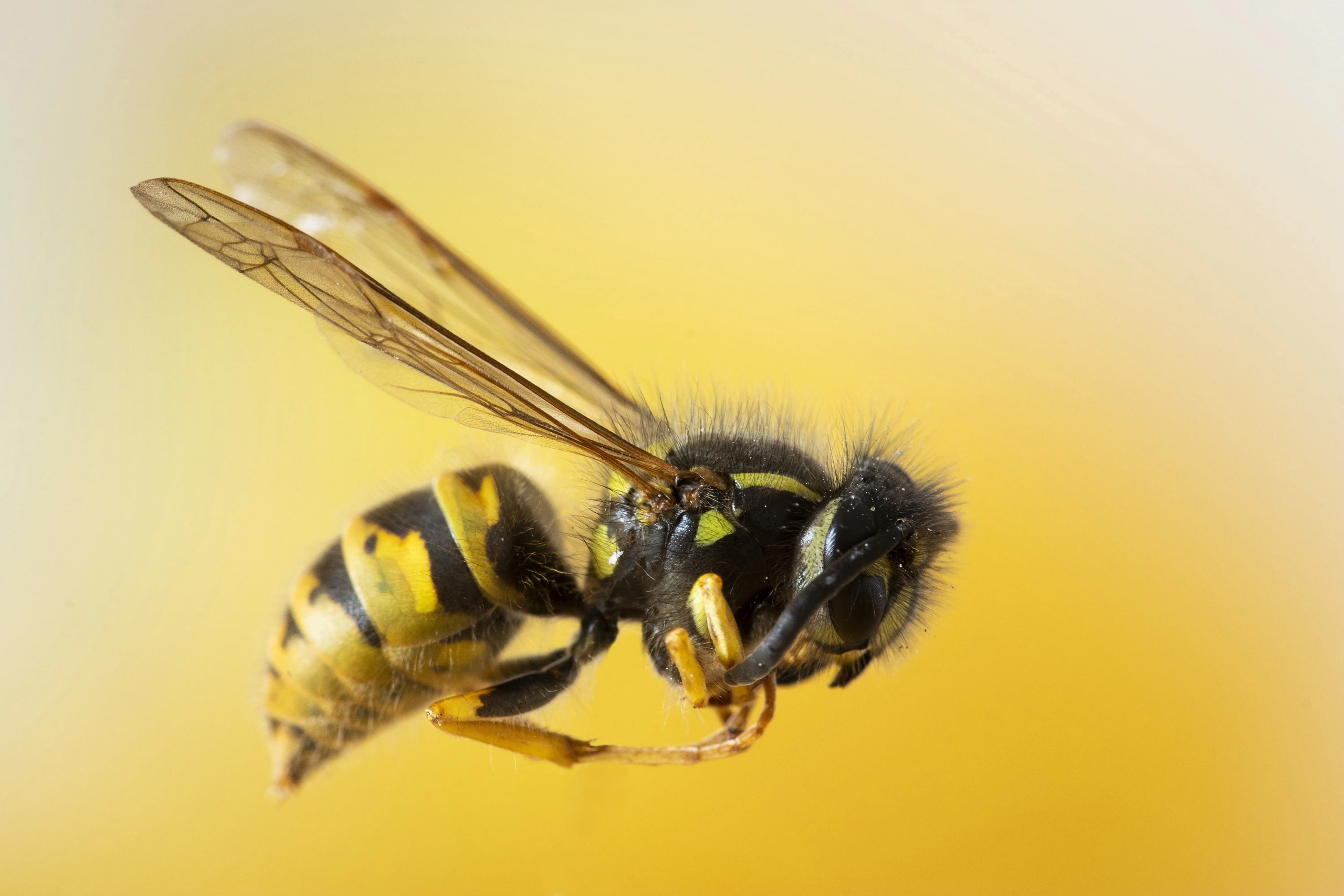 Close-up image of a yellow bee