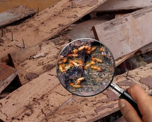 Termites through magnifying glass in a pile of wood