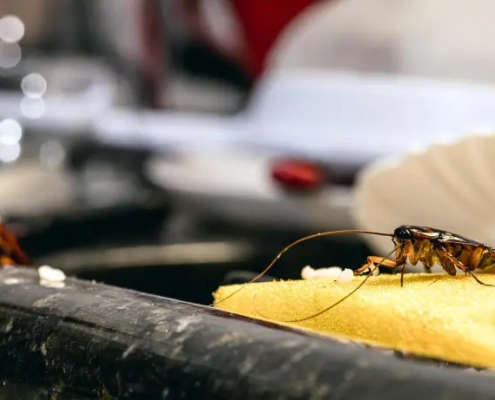 Cockroaches in a sink