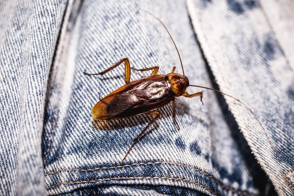 Red cockroach on a denim pocket