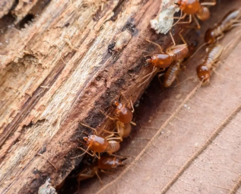 Close-up image of termites eating through rotten wood