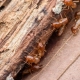 Close-up image of termites eating through rotten wood