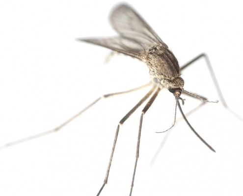 Close-up image of a mosquito in white background