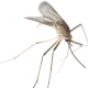 Close-up image of a mosquito in white background