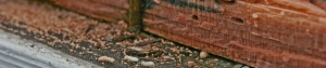 Active termites on a timber