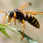 a wasp hovering over a plant