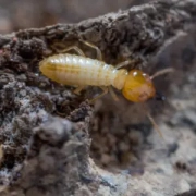a termite in a mud