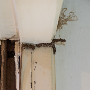 Home damaged by termites