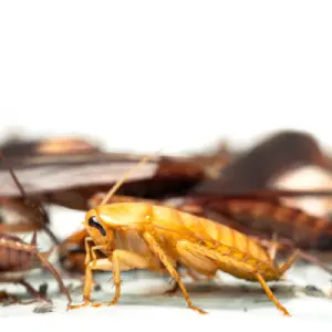 image of cockroaches