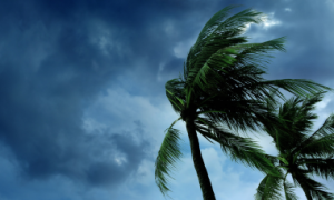 Strong wind blowing palm trees