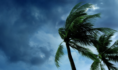 Strong wind blowing palm trees