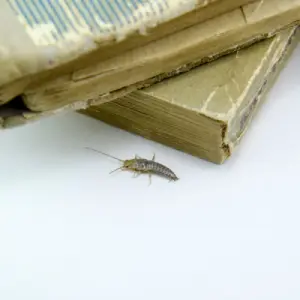 a silverfish with damaged books