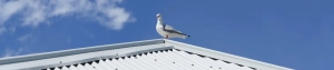 bird perched on a corrugated iron roof