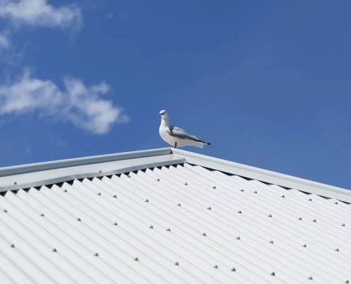 bird perched on a corrugated iron roof