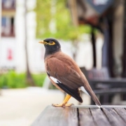 myna standing on a wooden table