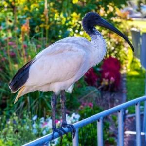 an australian white ibis standing on the fence
