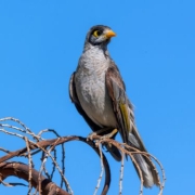 noisy miner standing on the branch of a tree