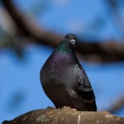 a rock dove standing on a branch of a tree
