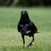a torresian crow on the grass