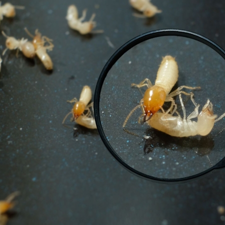 termites under magnifying glass