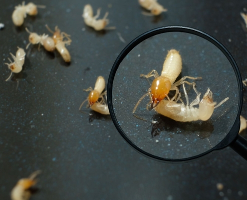 termites under magnifying glass